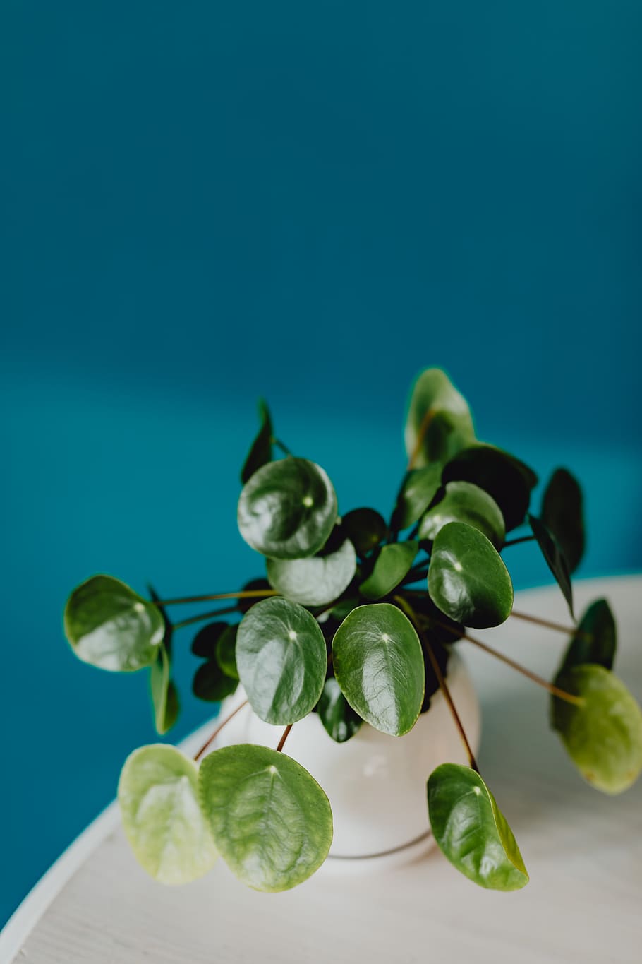 planta, verde, maceta, pared azul, pequeña, Pilea, blanco, azul, hoja, parte de la planta