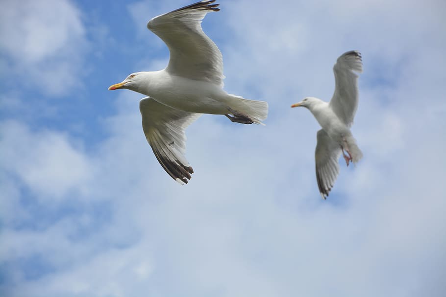 sea birds, gulls, seagulls, ornithology, feathers, brittany, beach, sky, flying, animals in the wild