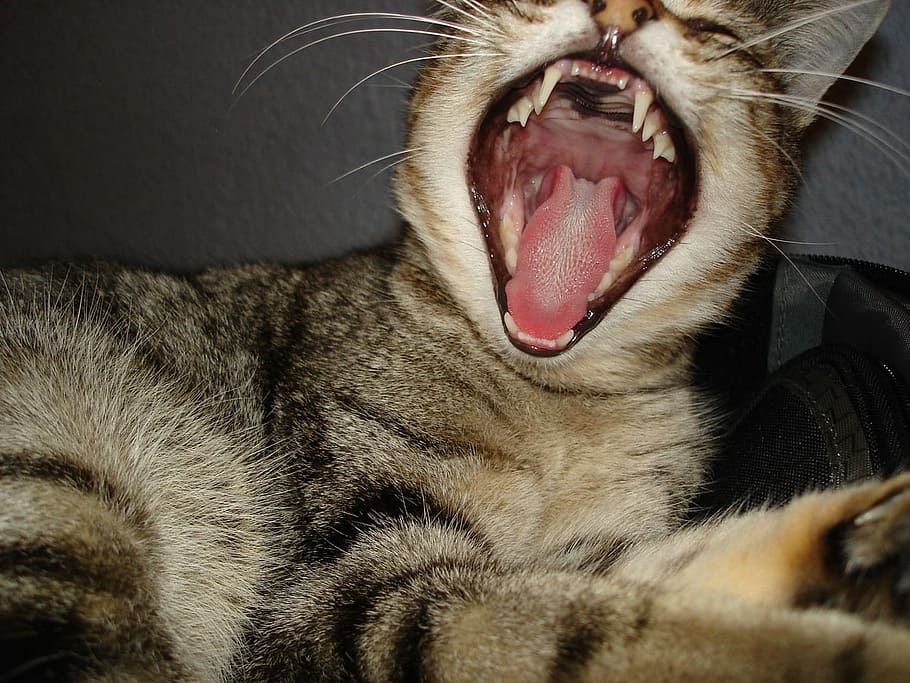 brown, Cat, Yawning, Tired, Pet, Feline, Tabby, striped, kitty, furry