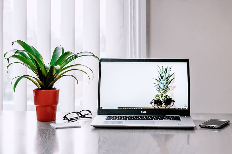 laptop, desk, glasses, mobile, device, technology, plant, house plant, green, white
