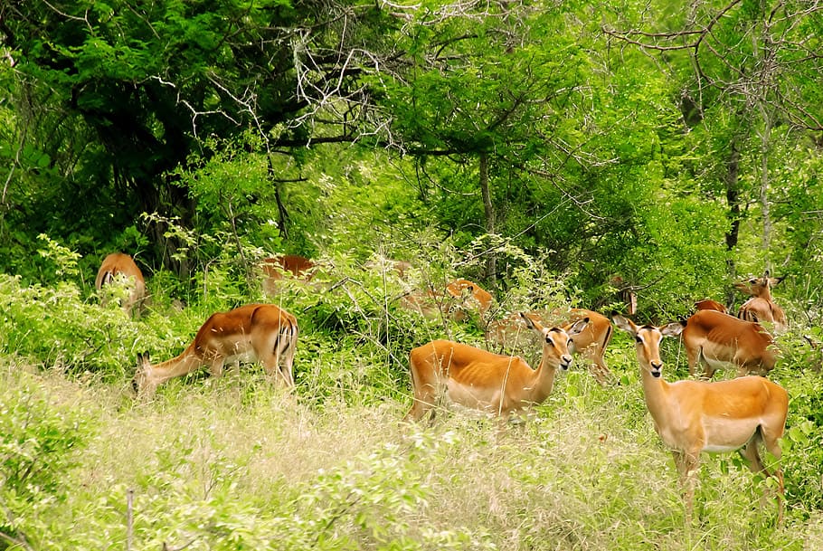 South Africa, Kruger Park, Impalas, antelopes, wild, savannah, safari, animal, fauna, herd