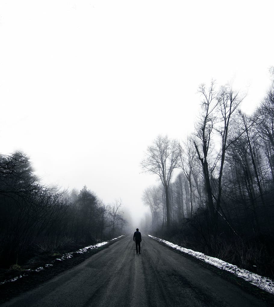 person, walking, middle, street, surrounded, trees, dark, nature, plant, fog