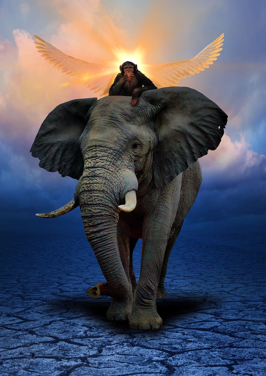 monkey, riding, elephant painting, elephant, animals, ivory, sky, sunset, cloud - sky, animal