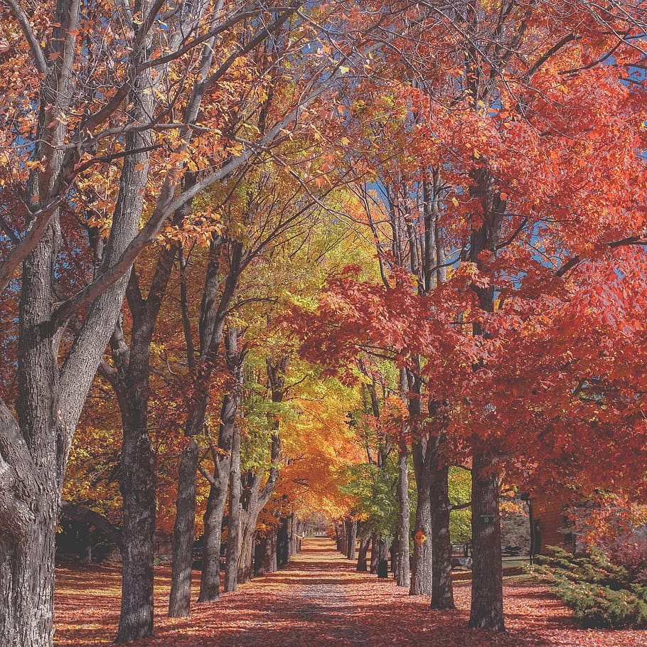 árvores, planta, natureza, folhas, outono, floresta, árvore, mudança, cor laranja, o caminho a seguir