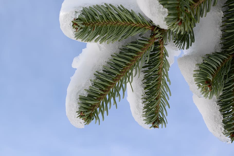 snow, tree, fir, sky, frozen, white, outdoors, plant, leaf, nature