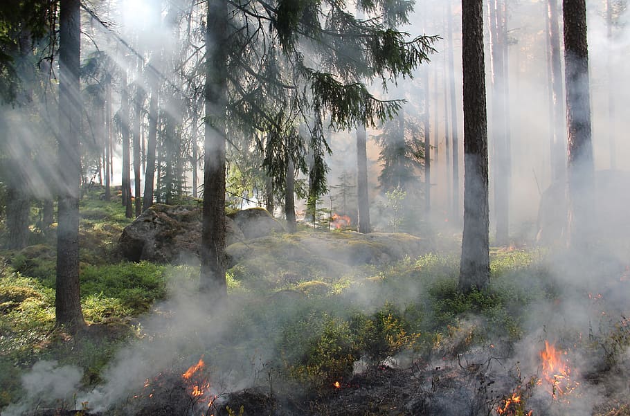 forest fire, styggkärret, reserve, burning, fire, smoke, burning for conservation, sweden, ash, hot