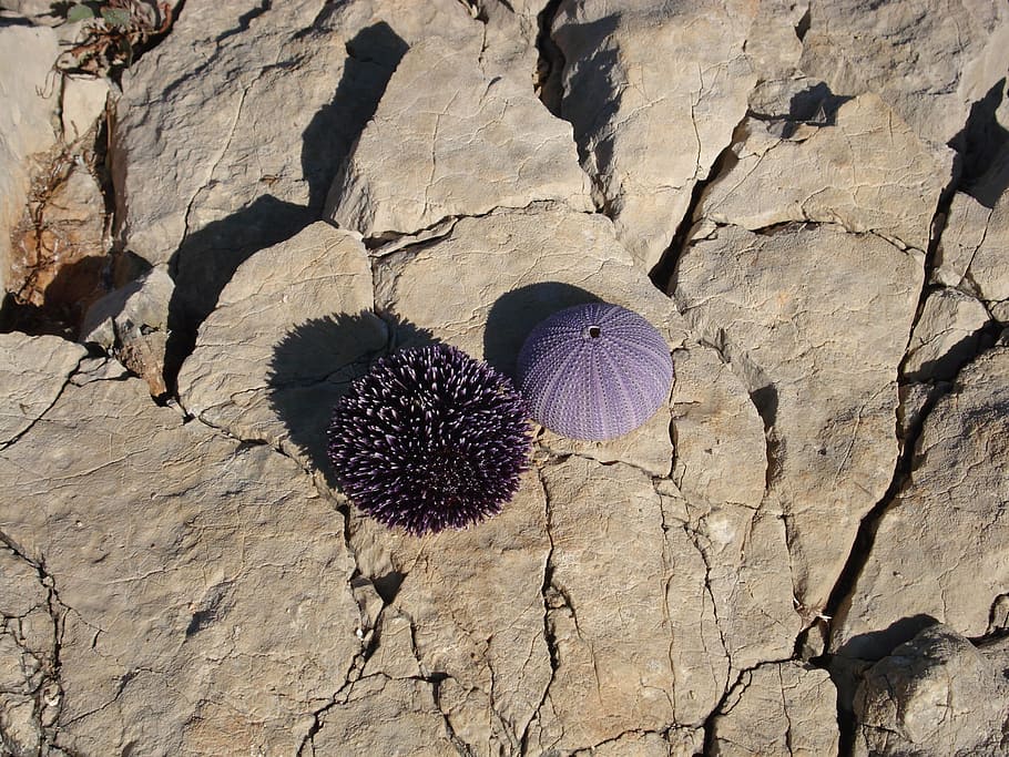Sea Urchins, Croatia, Water, sea, sting, islands, animals, color, day, nature