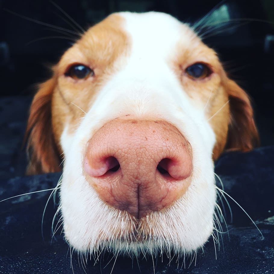 closeup, white, tan, short-coated dog, short, coated, dog, brittany, purebred, nose