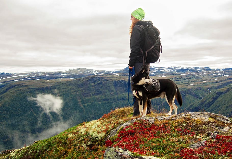 man, husky, standing, top, mountain, daytime, dog, mountains, hiking, norway