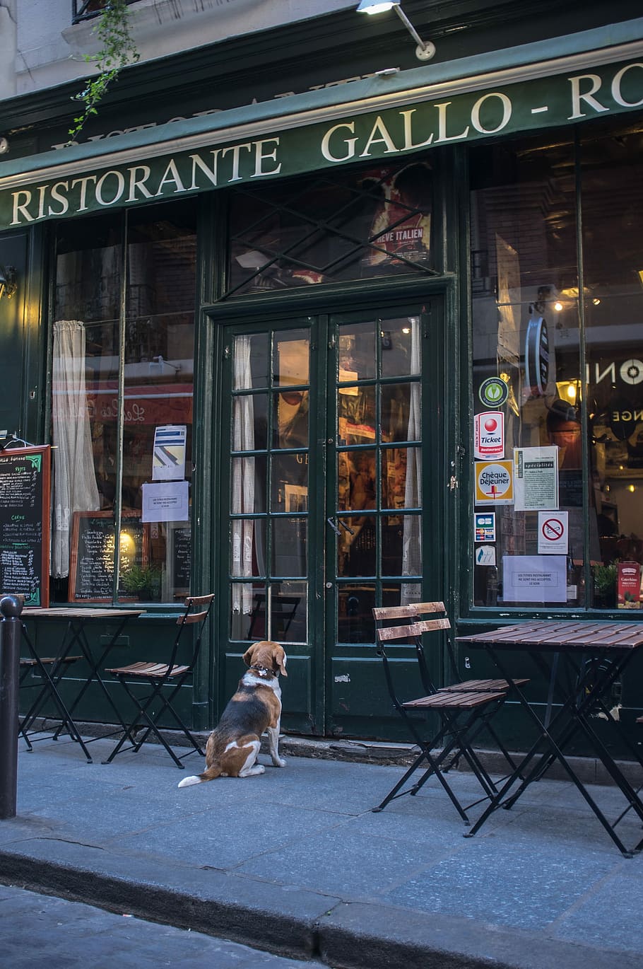 establecimiento ristorante gallo, restaurante francés, cervecería, París, espera, perro, paciencia, francia, ciudad, un animal