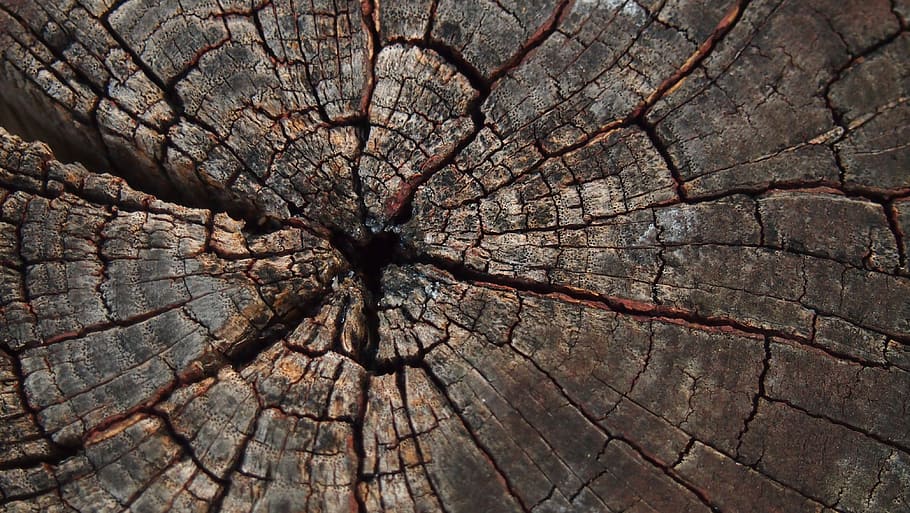 tree, slice, texture, bark, cracked, textured, backgrounds, tree stump, full frame, natural pattern