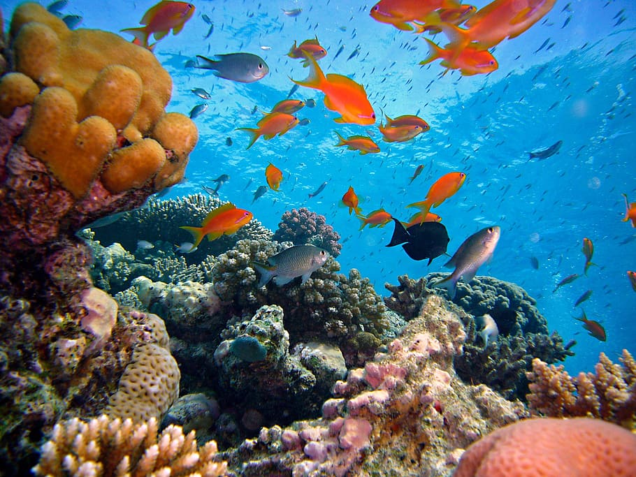 cerrar, fotografía, pescado, mar, buceo, submarino, arrecife, arrecife de coral, agua, meeresbewohner