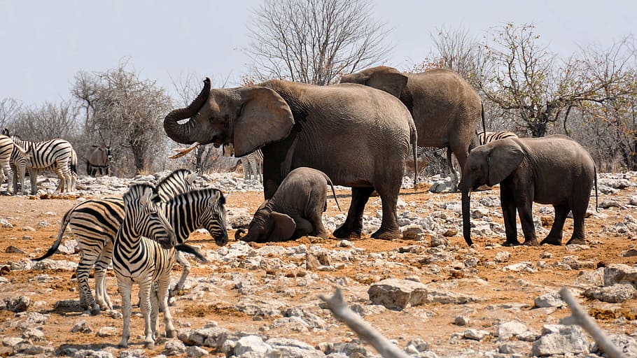 fotografía de vida silvestre, elefantes, elefante, cebra, áfrica, namibia, naturaleza, seco, heiss, parque nacional