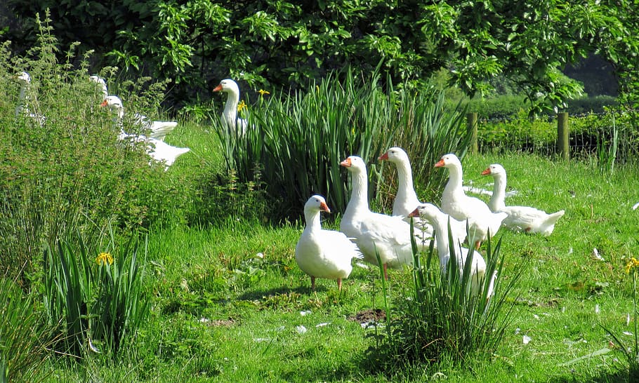 geese, farm, wales, goose, bird, grass, agriculture, plant, animals in the wild, group of animals