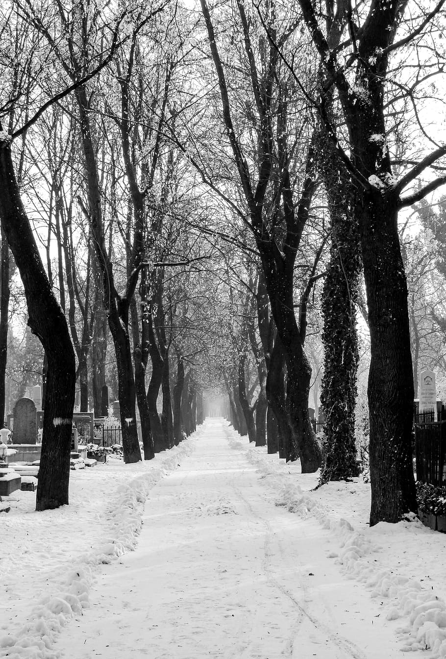 Promo, Winter, Road, Nature, Snowy Road, winter, road, snow, trees, mystic, cold