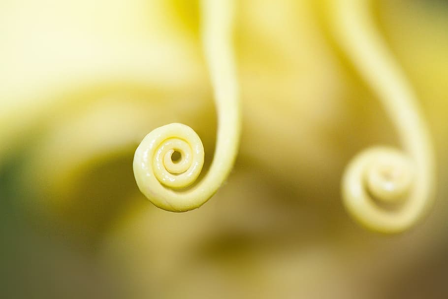 yellow spiral cream, flower, plant, bell shaped, flowers, bloom, yellow, yellowish, ends, rolled up