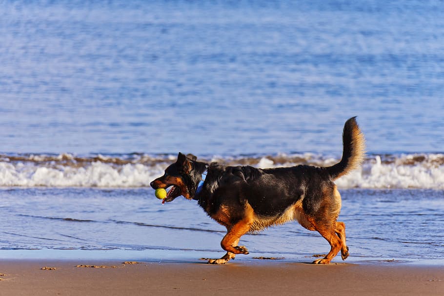 dog, fetching, ball, seashore, Active, Animal, Beach, Blue, Coast, Cute, blue