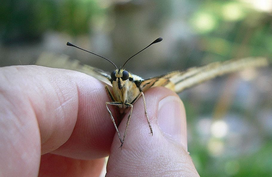 borboleta, animal, inseto, dedos, exploração, unha, parte do corpo humano, mão humana, mão, animais selvagens