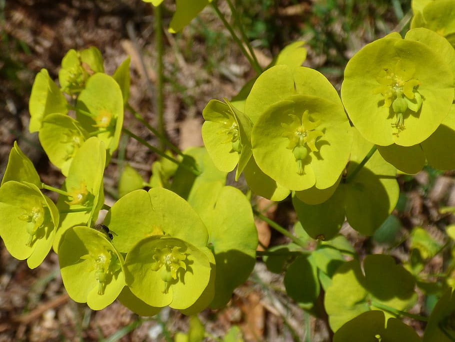Perennial, Flower, Wood Spurge, Yellow, leaf, plant, growth, green color, close-up, outdoors
