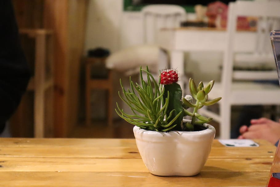cactus flower, cactus flower coffee, red cactus flower, cute cactus flower, flower, plant, flowering plant, table, indoors, nature