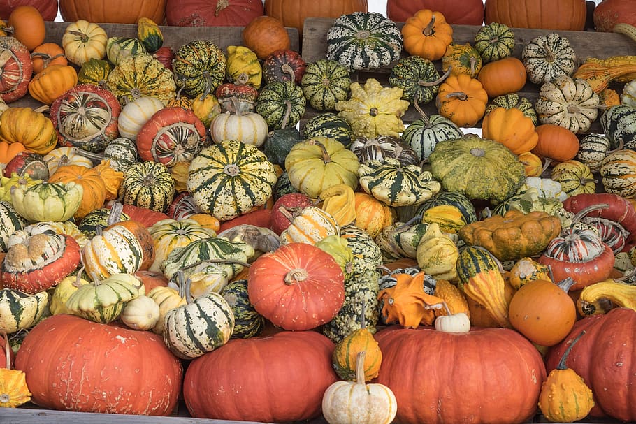 pumpkins, autumn, orange, yellow, gourd, decoration, vegetables, autumn motives, structure, color