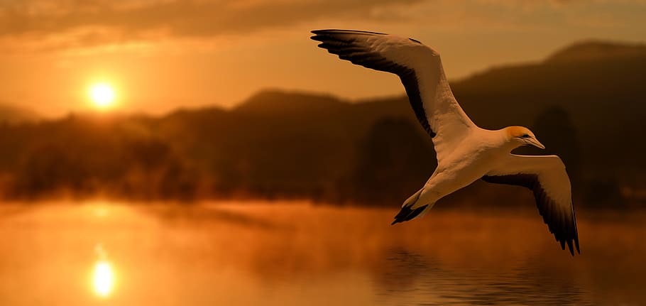 bird, flying, horizon, sunset, abendstimmung, evening, lake, landscape, northern gannet, animal world