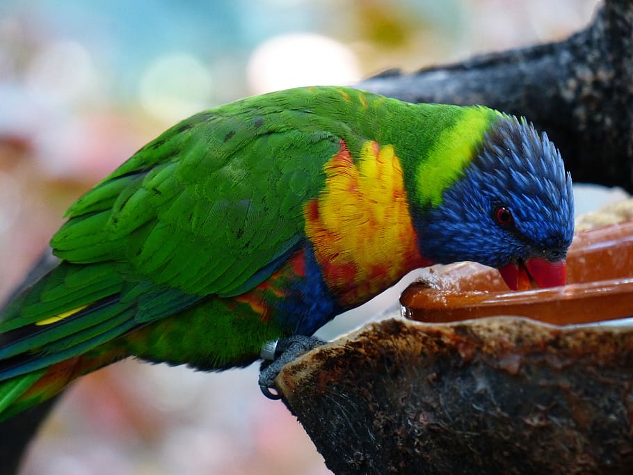 lori, parrot, drink, eat, feeding, bird, loriinae, honey parrot, actual parrots, psittacidae