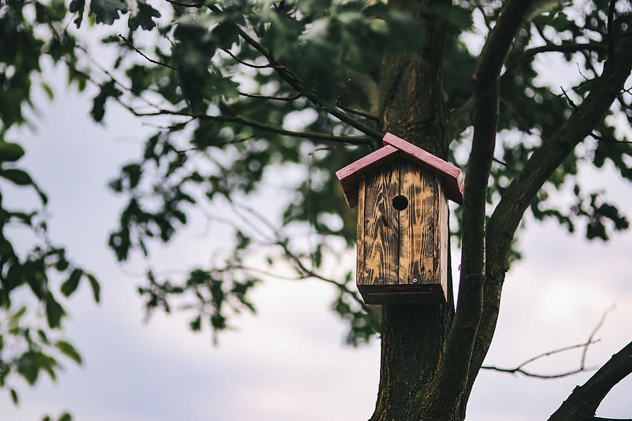 Casa de passarinho, árvore, pássaro, caixa, de madeira, madeira, animal Ninho, natureza, madeira - Material, ao ar livre