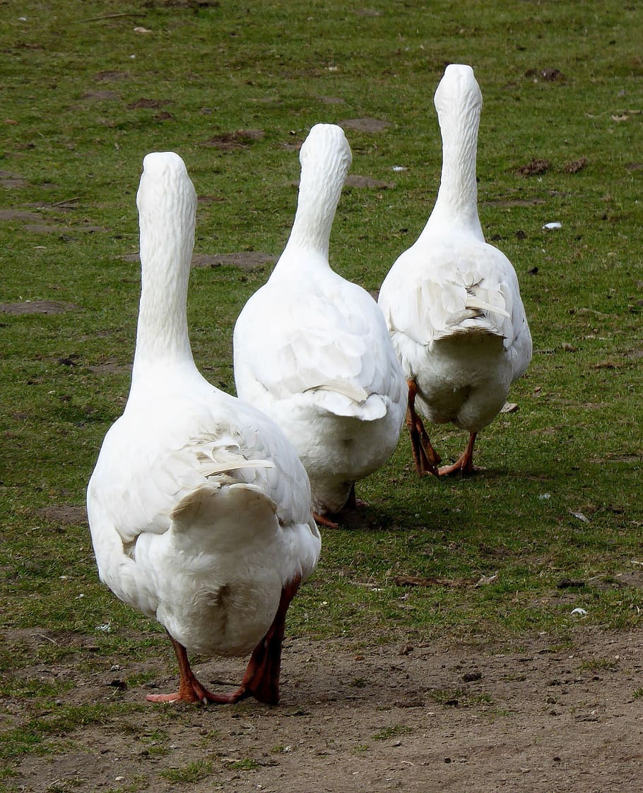 animal photo, geese, livestock, bio, agriculture, outdoor, animal husbandry, poultry, single file, bird