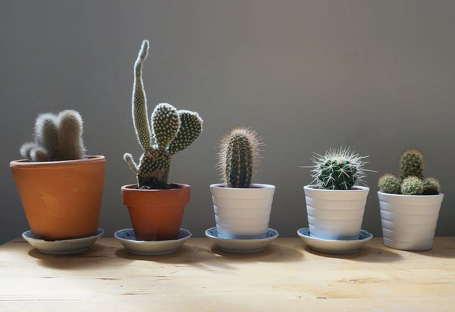 five, green, cacti, align, cactus, plants, home, table, garden, small