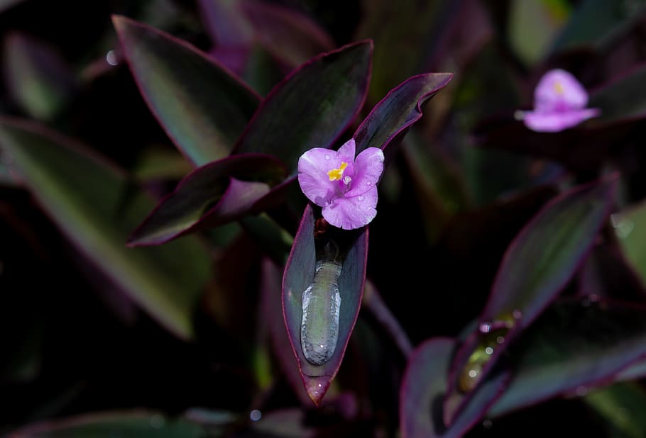 purple heart, setcreasea pallida, rain drops, spiderwort, wandering jew, purple secretia, purple queen, plant, bloom, houseplant