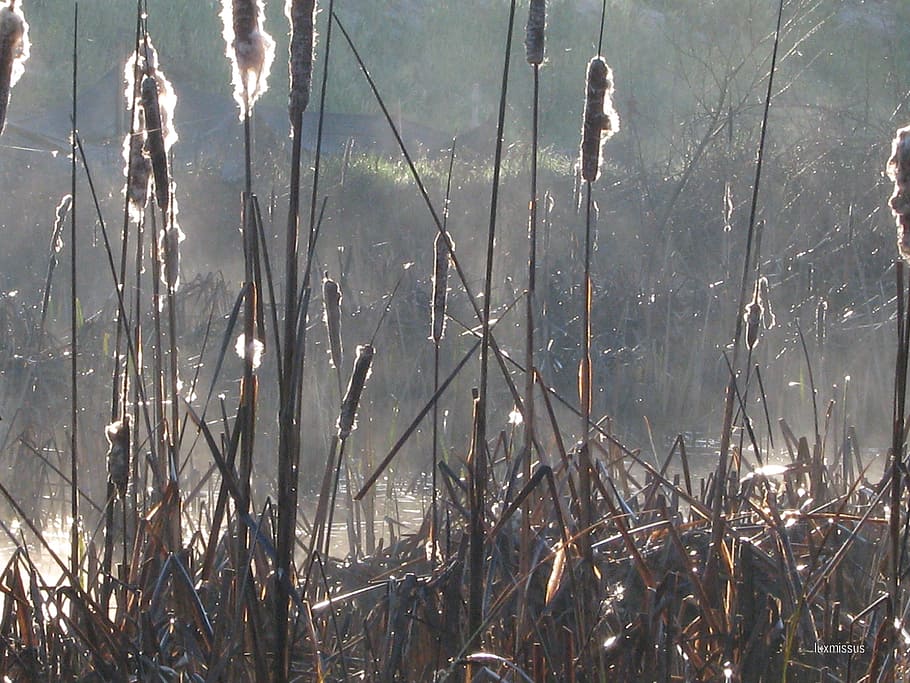 cattails, typha, plants, tall, reeds, marsh, brown, tiny, cylindrical, heads