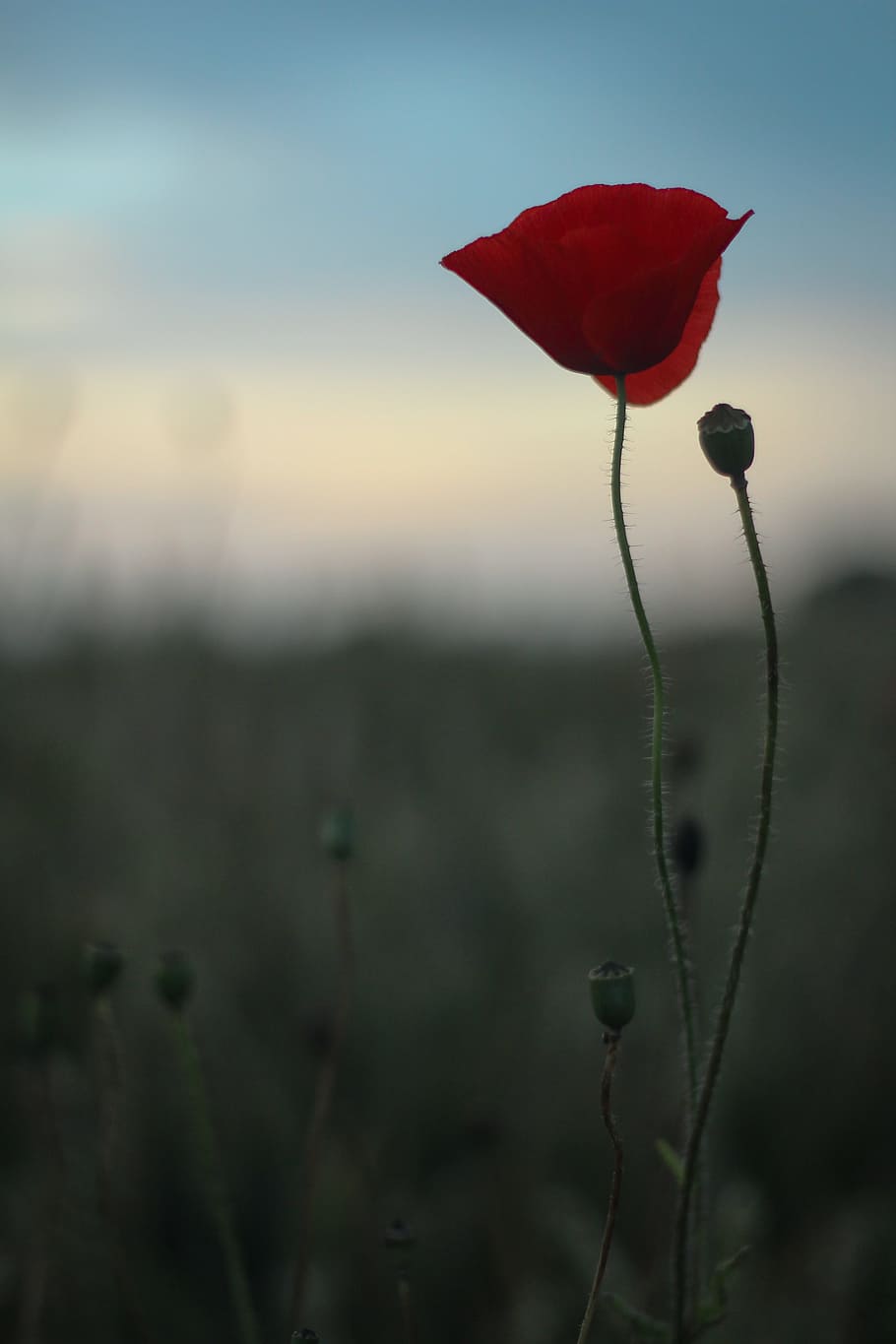 Foto de primer plano, rojo, flor de pétalos, amapola, Escocia, verano, naturaleza, jardín, salvaje, planta