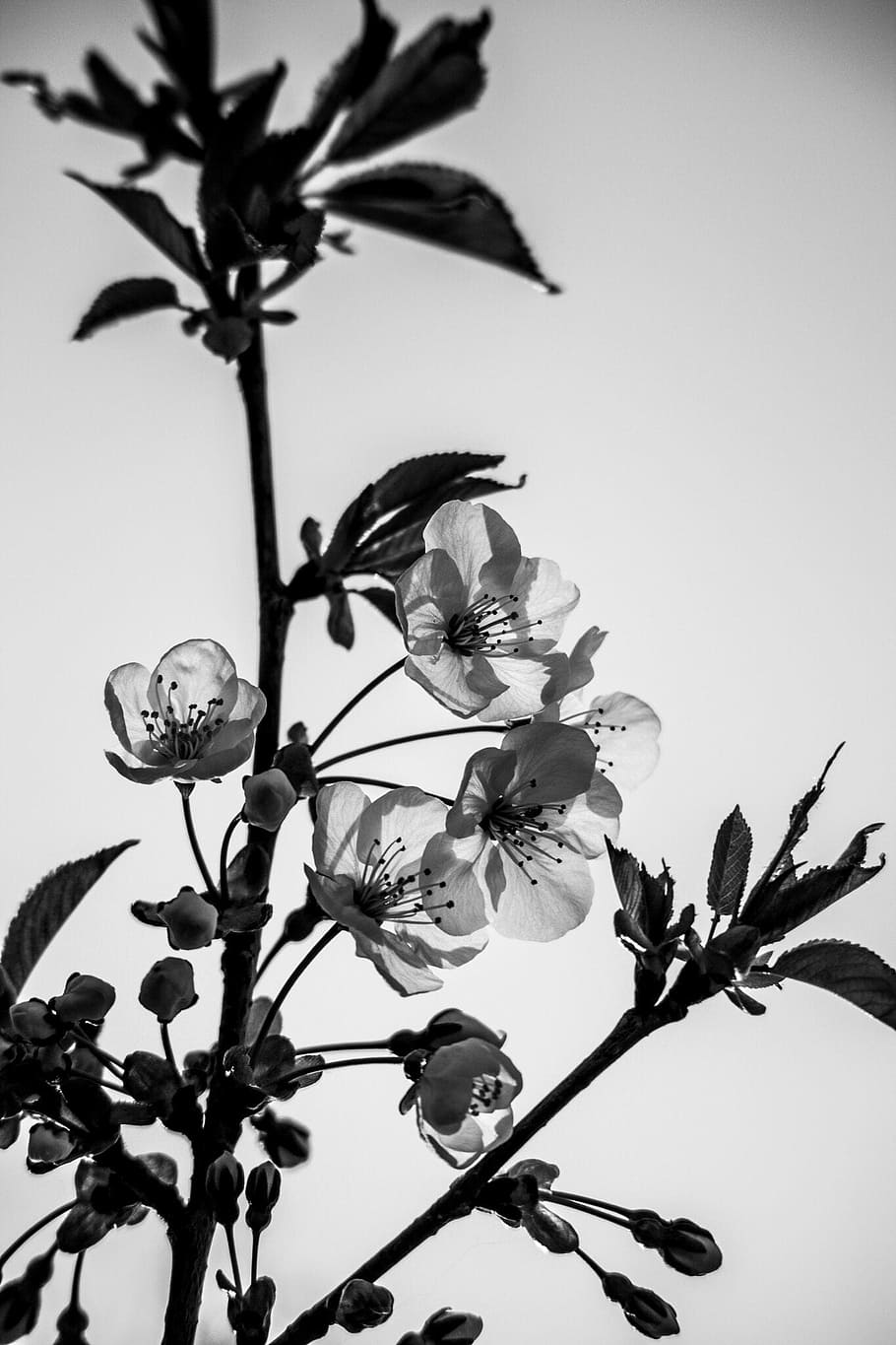hitam dan putih, transparansi, bunga, transparan, dekorasi, putih, hitam, tanaman, pertumbuhan, tanaman berbunga