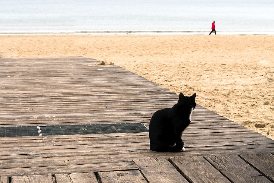 Negro, blanco, de pie, porche, playa, orilla del mar, gato, caminando, mirando, hombre