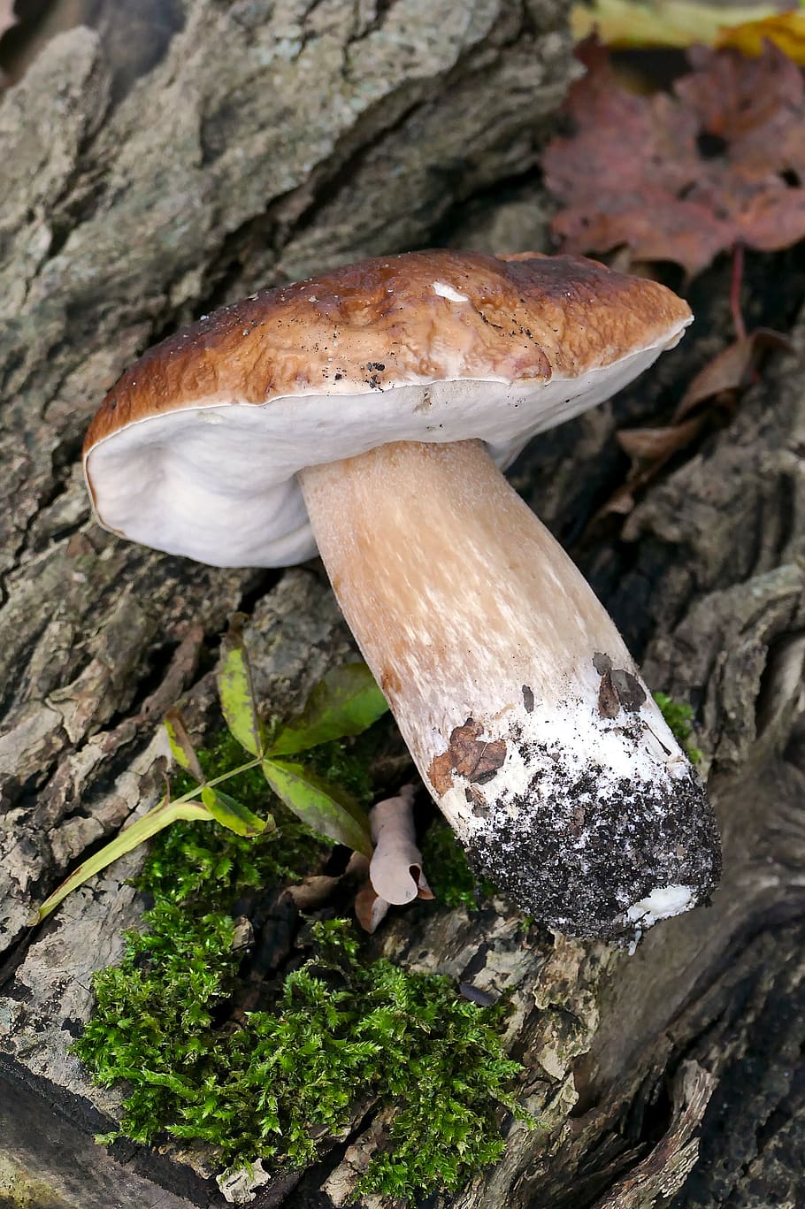 cep, mushroom, rac, noble rot, herrenpilz, edible, forest, autumn, nature, food
