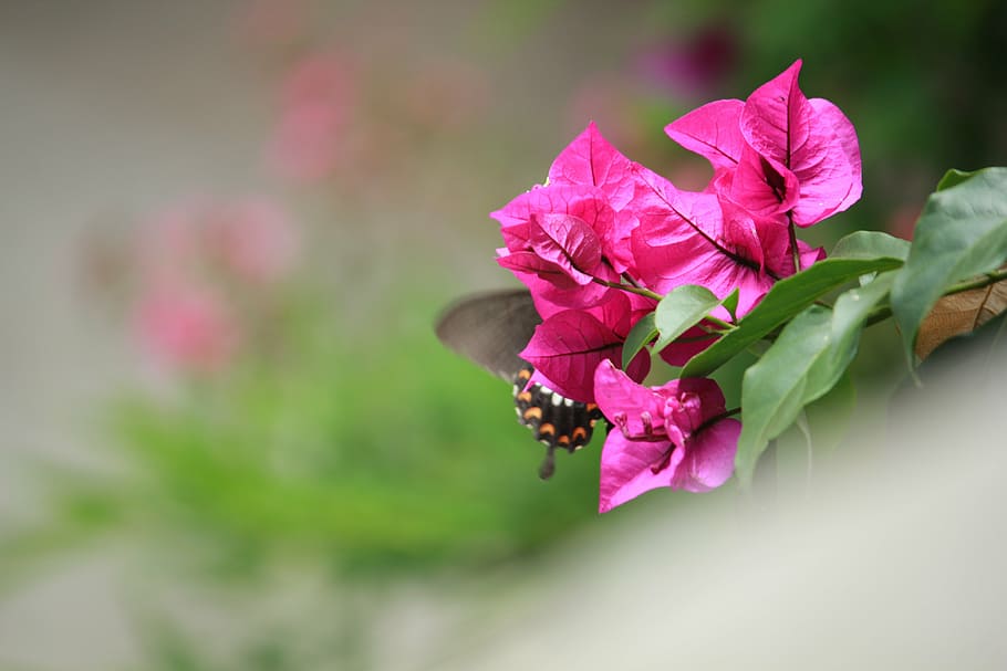 butterfly, dance, beautiful, insect, pink, flower, flowering plant, pink color, plant, beauty in nature