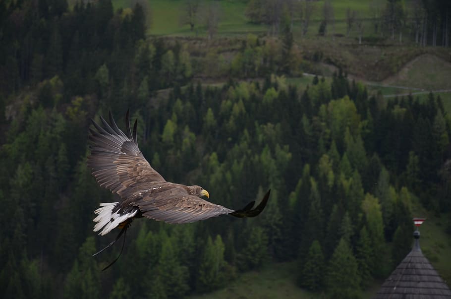 careca, águia, voador, árvores, dia, adler, pássaro, ave de rapina, raptor, animal