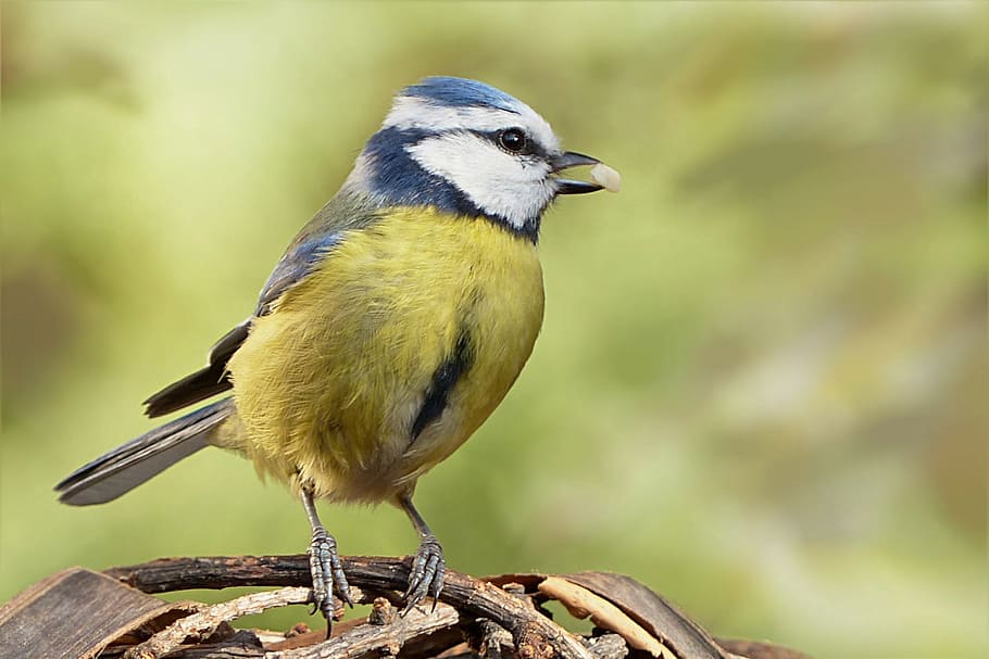 yellow, blue, bird, blue tit, young animal, foraging, garden, nature, wildlife, animal