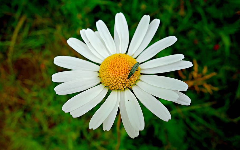 daisy, ox eye daisy, flower, plant, petal, heart, blossom, insect, insect on flower, macro
