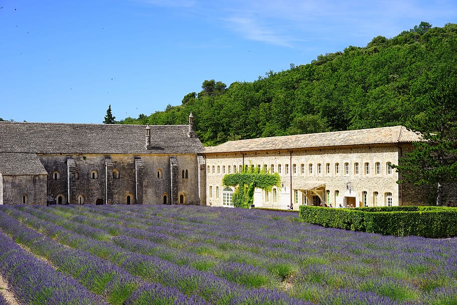 lavender field, field, abbaye de sénanque, monastery, abbey, notre dame de sénanque, the order of cistercians, gordes, vaucluse, france