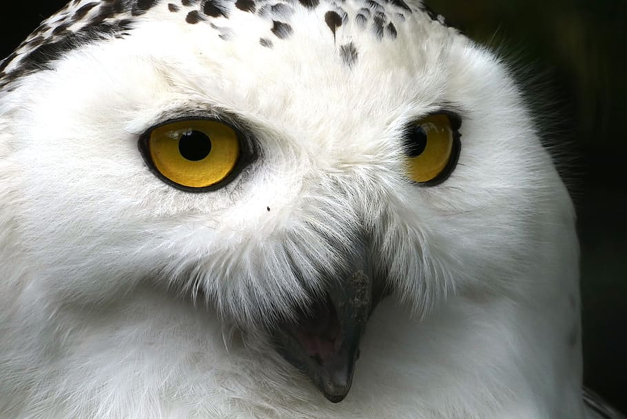 snowy owl, eyes, beak, head, feathers, plumage, white, attention, face, animal park
