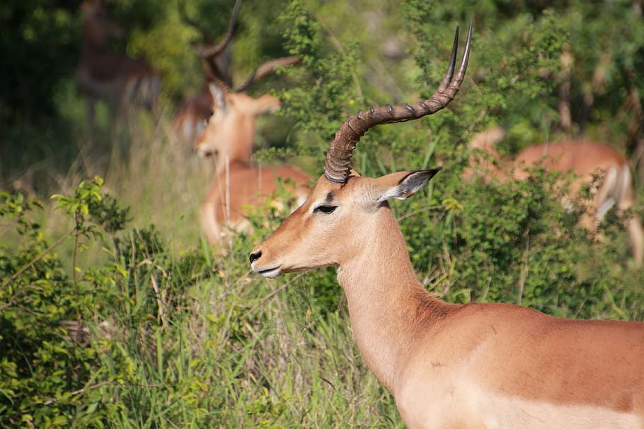 インパラ クルーガー国立公園 カモシカ 野生 動物の野生動物 動物のテーマ 動物 野生の動物 哺乳類 1匹の動物 Pxfuel