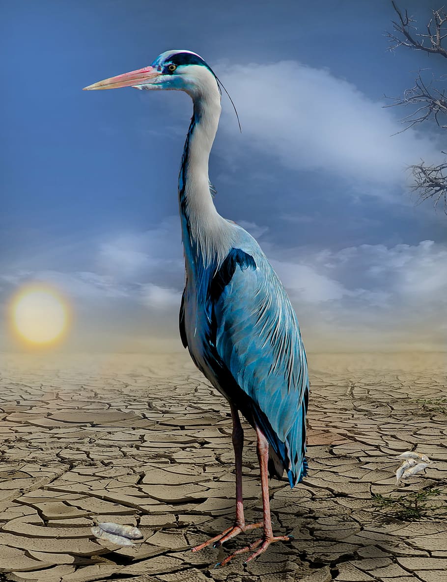 white, blue, egret photo, heron, fish, drought, hunger, dehydrated, heat, cracked