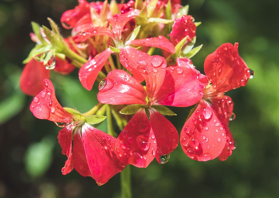 flower, red, petals, droplets, wet, water, daylight, nature, plant, outdoors