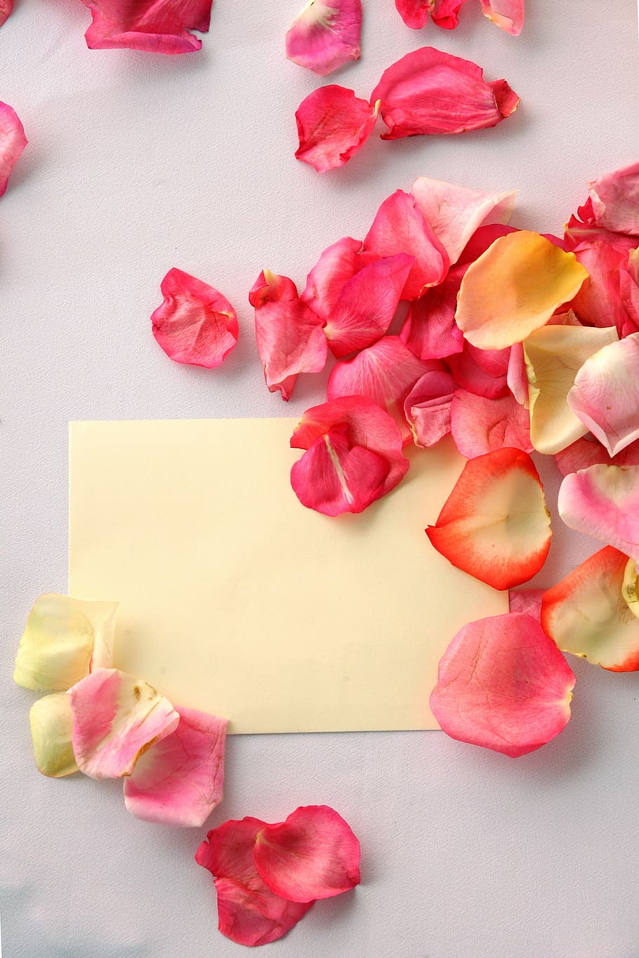 yellow, printing paper, surround, pink, flower petals, red, red roses, flowers, petal, rose - Flower
