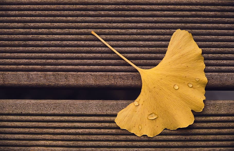ginkgo, leaf, terrace board, autumn, yellow, medicinal plant, memory, stress, wood - material, close-up