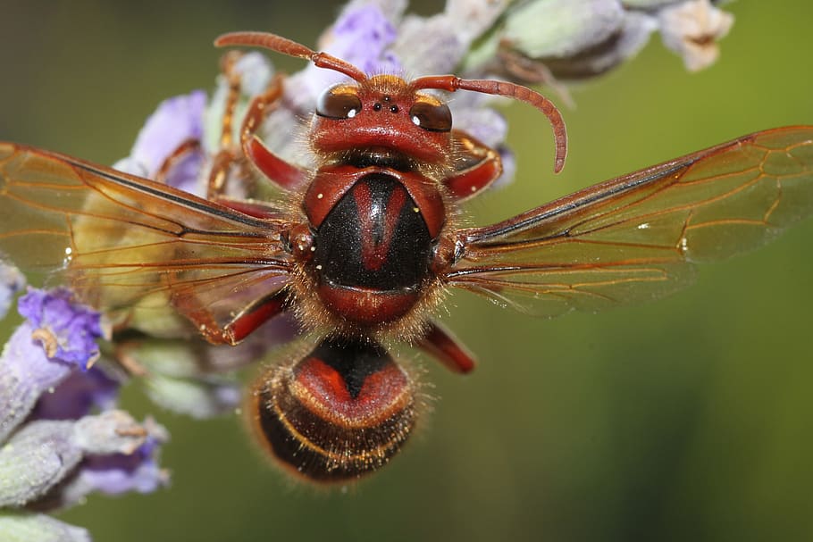 vespa, inseto, close-up, natureza, asa, vespas, amarelo, picada, rainha de vespas, tiro macro