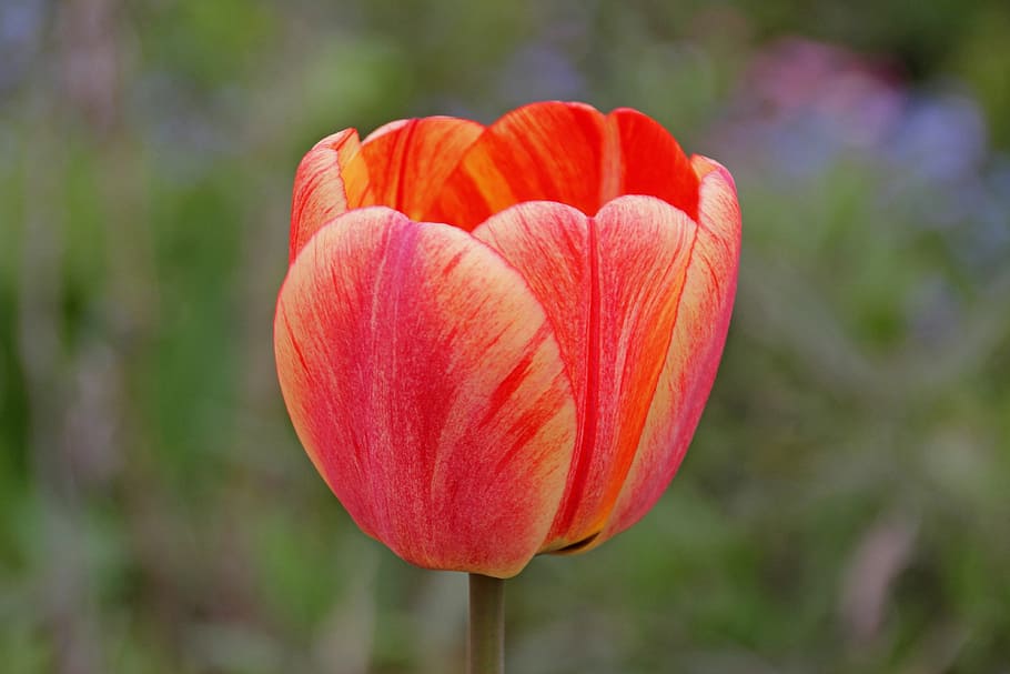 tulip, flower, spring, red, flowers, cut flowers, spring flowers, tulpenbluete, bloom, plant