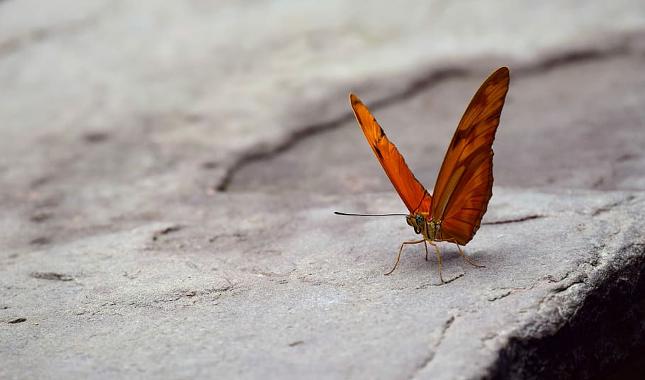 selective, focus photography, red, butterfly, perched, gray, surface, wing, orange, small